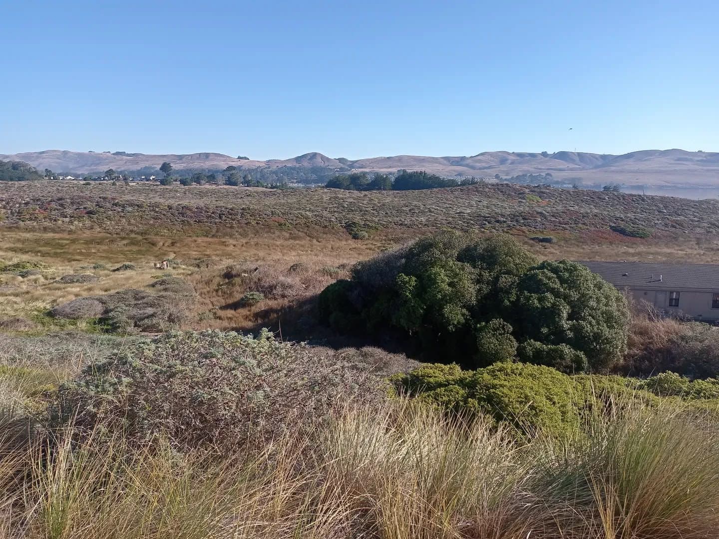 Grassland and coastal scrub running back toward the hills above Bodega Bay