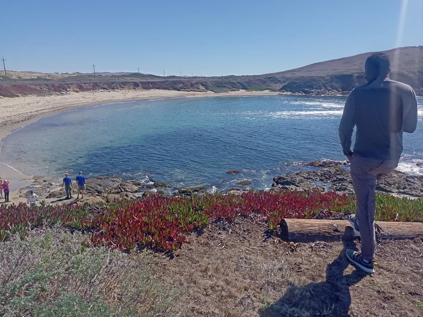 A person looking out over the cove from the bluff at Bodega Head, California